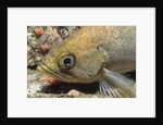 Canary Rockfish closeup by Anonymous