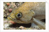 Canary Rockfish closeup by Anonymous