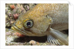 Canary Rockfish closeup by Anonymous
