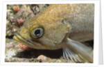 Canary Rockfish closeup by Anonymous