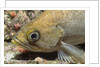 Canary Rockfish closeup by Anonymous