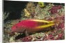 Freckled Hawkfish by Anonymous