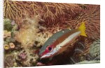 Two-Spot Snapper by Anonymous
