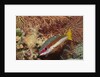 Two-Spot Snapper by Anonymous