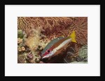 Two-Spot Snapper by Anonymous