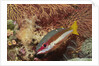 Two-Spot Snapper by Anonymous