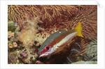 Two-Spot Snapper by Anonymous