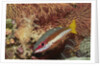 Two-Spot Snapper by Anonymous