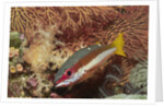 Two-Spot Snapper by Anonymous
