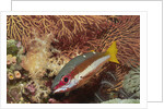 Two-Spot Snapper by Anonymous