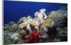 Reef scene with Brain and Leather Corals by Anonymous