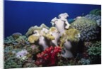 Reef scene with Brain and Leather Corals by Anonymous