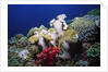 Reef scene with Brain and Leather Corals by Anonymous