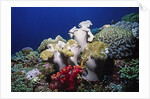 Reef scene with Brain and Leather Corals by Anonymous