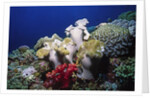 Reef scene with Brain and Leather Corals by Anonymous