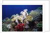 Reef scene with Brain and Leather Corals by Anonymous