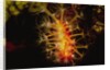 Soft Coral with open polyps by Anonymous