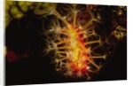 Soft Coral with open polyps by Anonymous