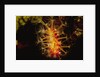 Soft Coral with open polyps by Anonymous