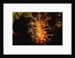 Soft Coral with open polyps by Anonymous