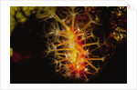 Soft Coral with open polyps by Anonymous