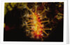 Soft Coral with open polyps by Anonymous