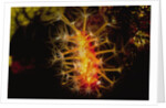 Soft Coral with open polyps by Anonymous
