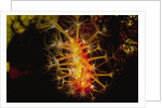 Soft Coral with open polyps by Anonymous