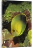 Mimic Surgeonfish juvenile by Anonymous