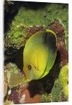 Mimic Surgeonfish juvenile by Anonymous