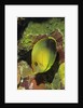 Mimic Surgeonfish juvenile by Anonymous