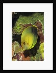 Mimic Surgeonfish juvenile by Anonymous
