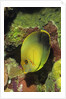 Mimic Surgeonfish juvenile by Anonymous