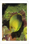 Mimic Surgeonfish juvenile by Anonymous