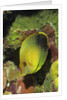 Mimic Surgeonfish juvenile by Anonymous