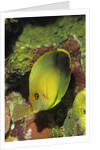Mimic Surgeonfish juvenile by Anonymous