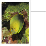 Mimic Surgeonfish juvenile by Anonymous