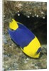 Bicolor Angelfish by Anonymous