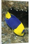 Bicolor Angelfish by Anonymous