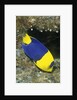 Bicolor Angelfish by Anonymous