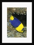 Bicolor Angelfish by Anonymous
