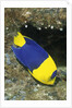 Bicolor Angelfish by Anonymous