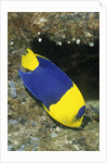 Bicolor Angelfish by Anonymous