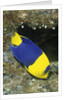Bicolor Angelfish by Anonymous