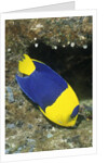 Bicolor Angelfish by Anonymous