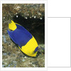 Bicolor Angelfish by Anonymous