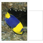 Bicolor Angelfish by Anonymous