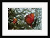Spinecheek Anemonefish by Anonymous