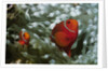 Spinecheek Anemonefish by Anonymous