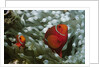 Spinecheek Anemonefish by Anonymous